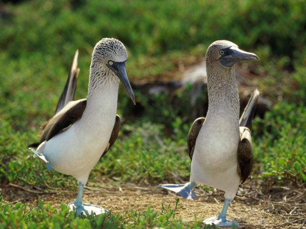 img-blue_footed_boobies