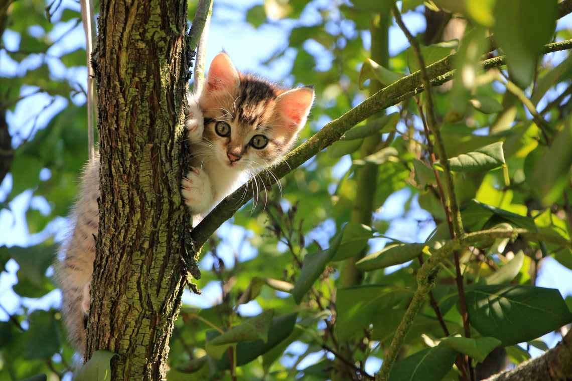 low angle view of cat on tree