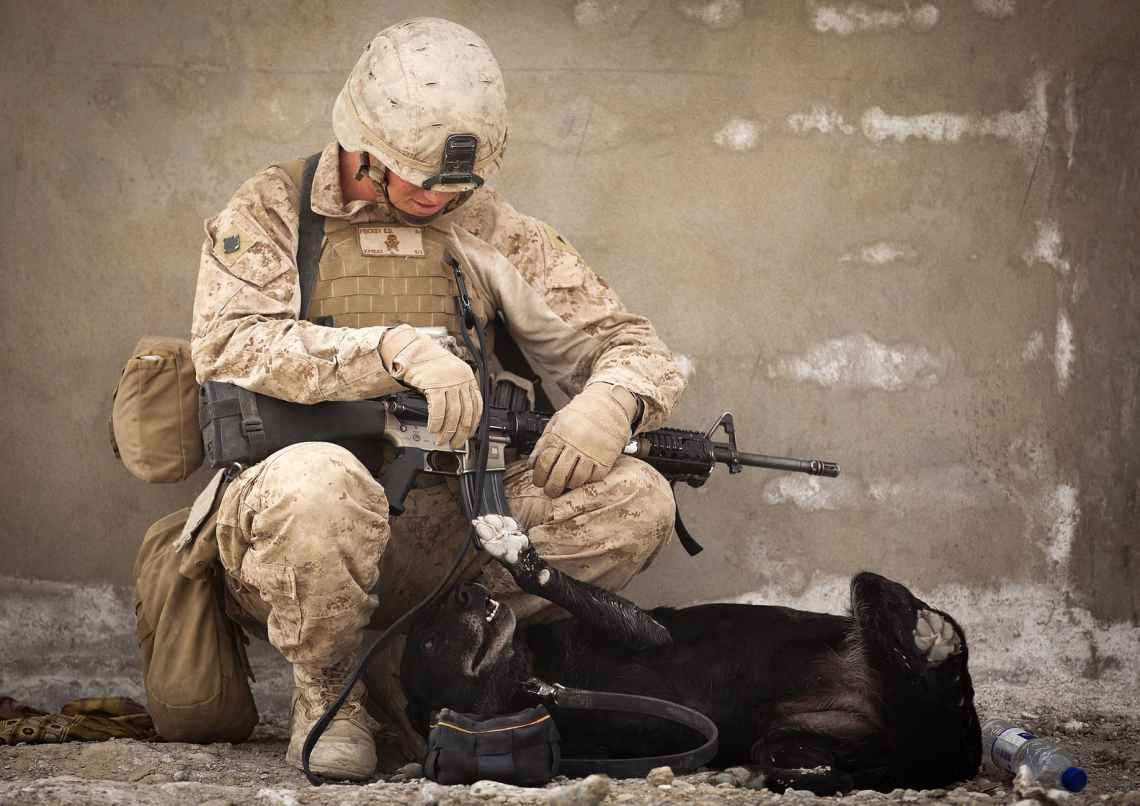 animal army battle canine